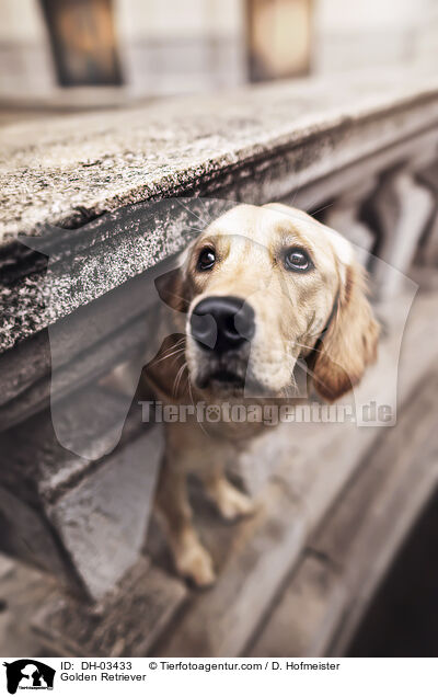 Golden Retriever / Golden Retriever / DH-03433