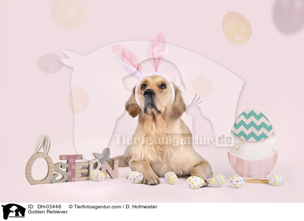 Golden Retriever / Golden Retriever / DH-03448