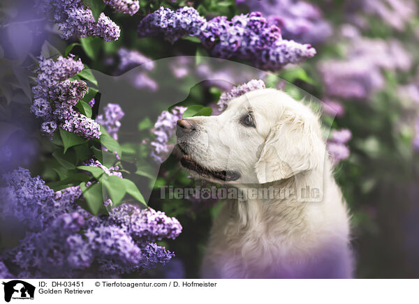 Golden Retriever / Golden Retriever / DH-03451