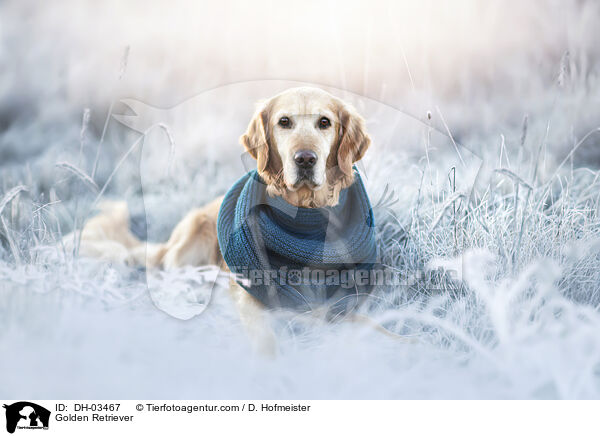 Golden Retriever / Golden Retriever / DH-03467