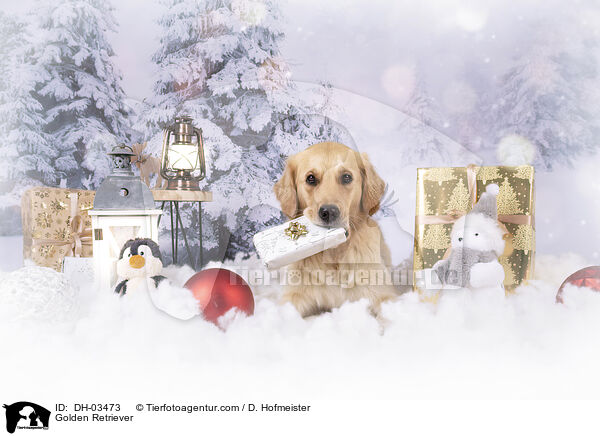 Golden Retriever / Golden Retriever / DH-03473