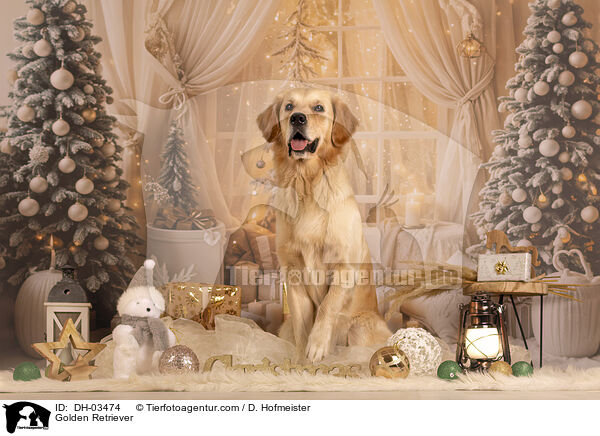 Golden Retriever / Golden Retriever / DH-03474