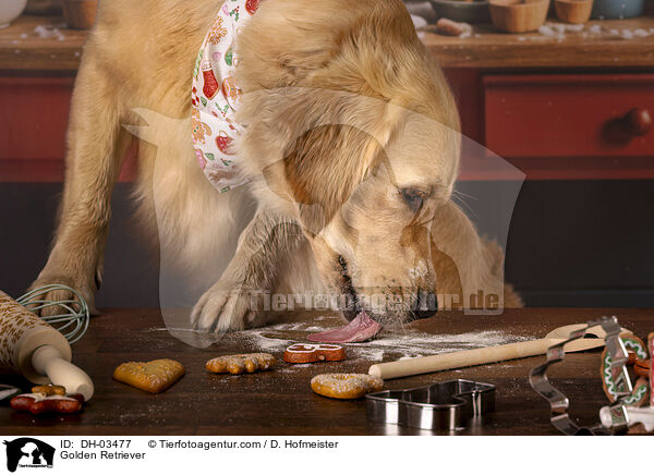 Golden Retriever / Golden Retriever / DH-03477