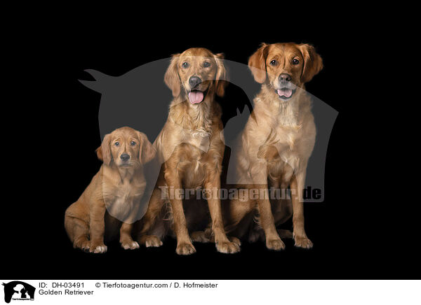Golden Retriever / DH-03491