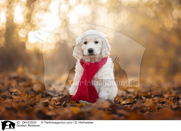 Golden Retriever / DH-03500