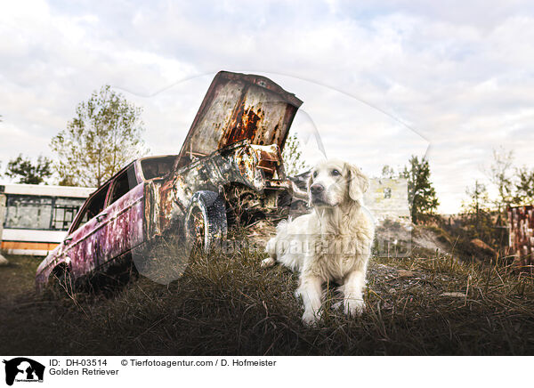 Golden Retriever / Golden Retriever / DH-03514