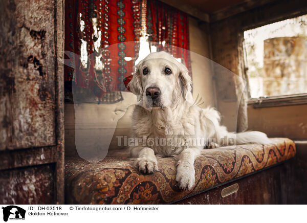 Golden Retriever / Golden Retriever / DH-03518
