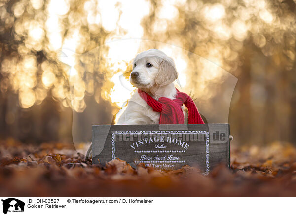 Golden Retriever / Golden Retriever / DH-03527