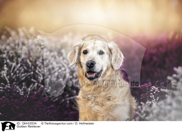 Golden Retriever / Golden Retriever / DH-03534