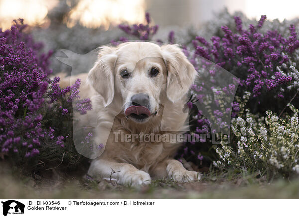 Golden Retriever / Golden Retriever / DH-03546