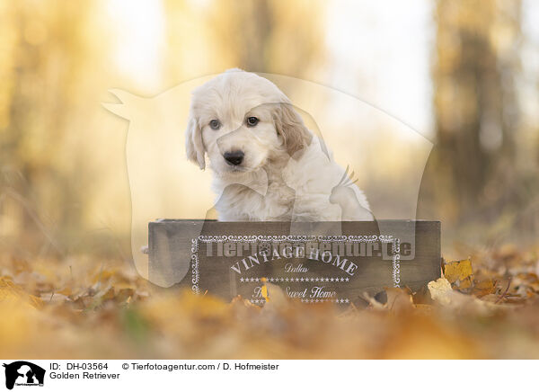 Golden Retriever / DH-03564