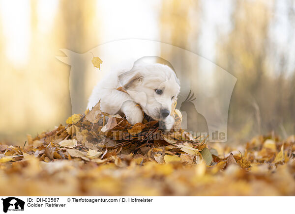 Golden Retriever / DH-03567