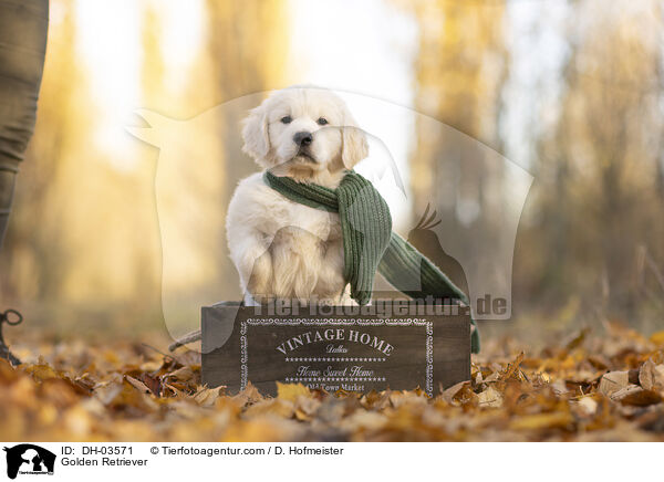 Golden Retriever / DH-03571