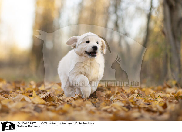 Golden Retriever / Golden Retriever / DH-03575