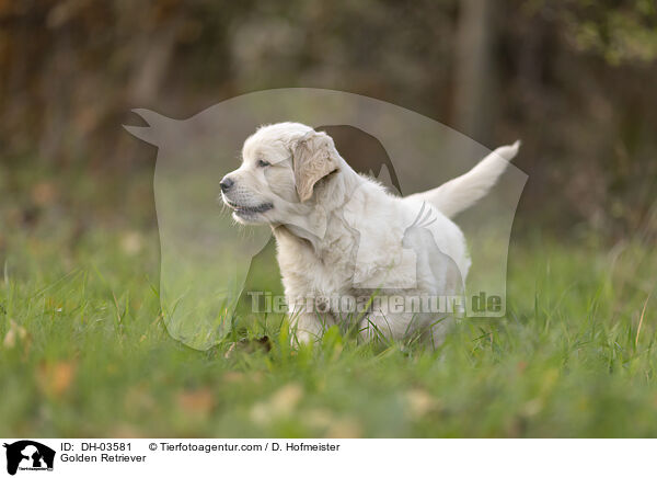 Golden Retriever / Golden Retriever / DH-03581
