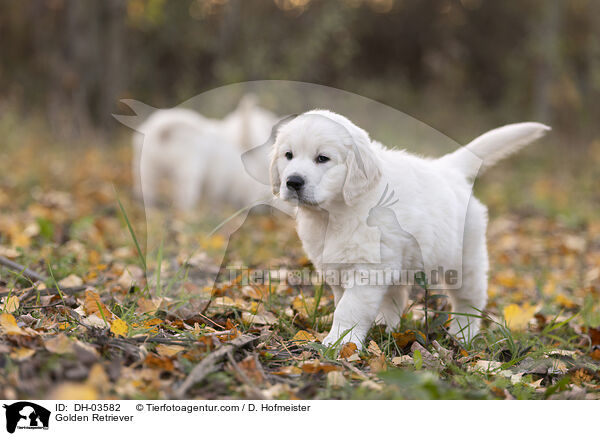 Golden Retriever / DH-03582