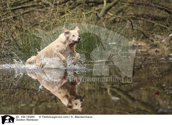 Golden Retriever / Golden Retriever / KB-16989