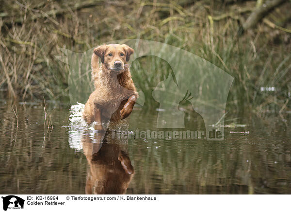 Golden Retriever / KB-16994