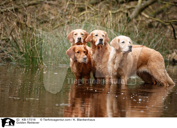 Golden Retriever / Golden Retriever / KB-17016