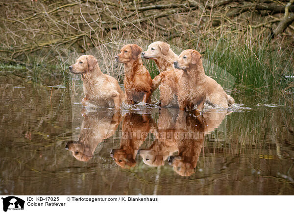Golden Retriever / Golden Retriever / KB-17025