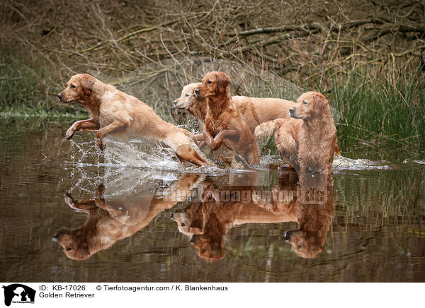 Golden Retriever / Golden Retriever / KB-17026
