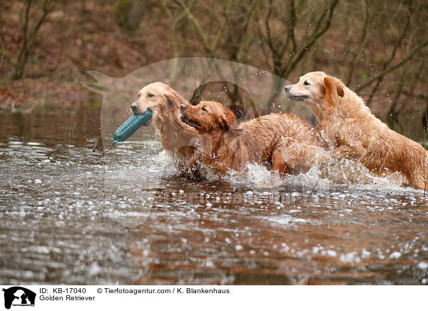 Golden Retriever / Golden Retriever / KB-17040