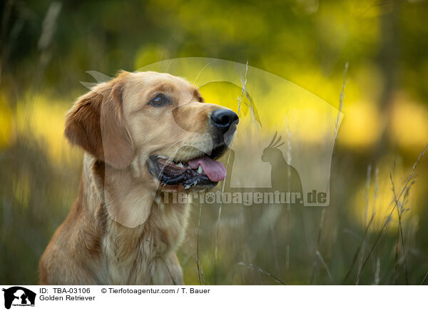 Golden Retriever / Golden Retriever / TBA-03106