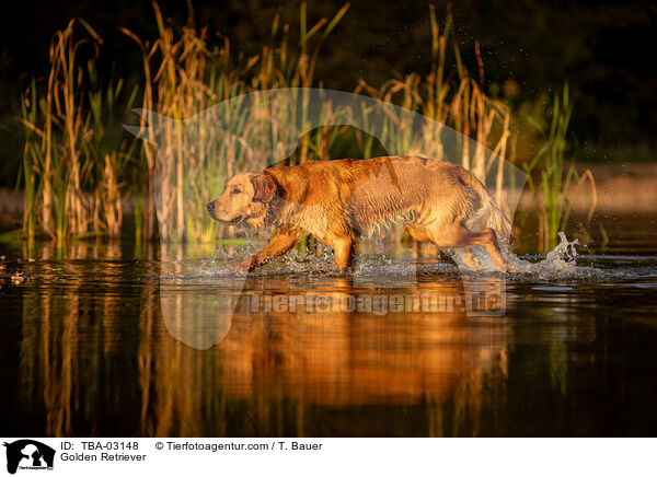 Golden Retriever / Golden Retriever / TBA-03148