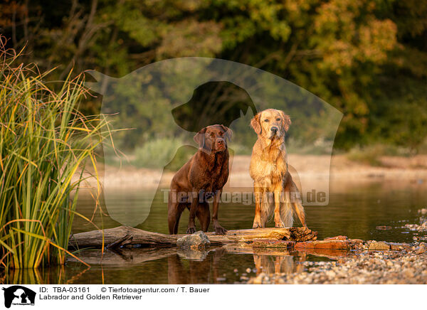 Labrador und Golden Retriever / Labrador and Golden Retriever / TBA-03161