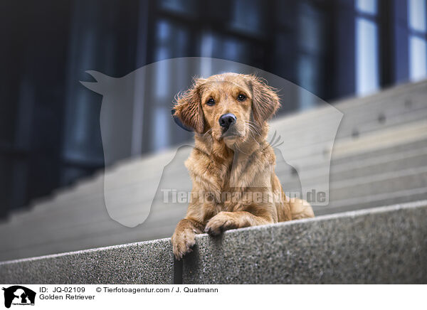 Golden Retriever / Golden Retriever / JQ-02109