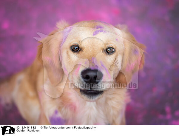 Golden Retriever / Golden Retriever / LM-01882
