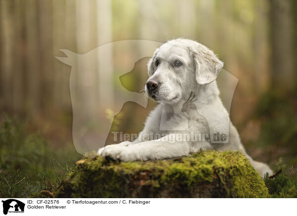 Golden Retriever / Golden Retriever / CF-02576