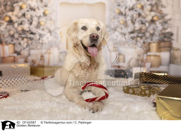 Golden Retriever / Golden Retriever / CF-02587