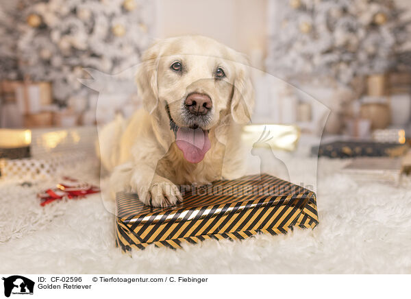 Golden Retriever / Golden Retriever / CF-02596