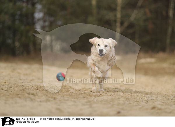 Golden Retriever / Golden Retriever / KB-17571