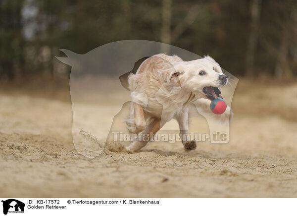 Golden Retriever / Golden Retriever / KB-17572