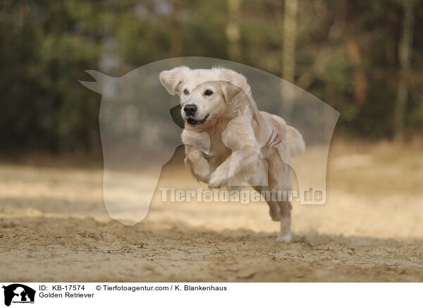 Golden Retriever / Golden Retriever / KB-17574