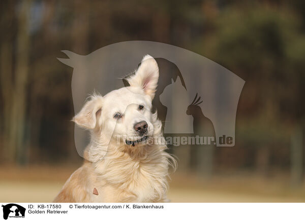 Golden Retriever / Golden Retriever / KB-17580