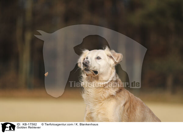 Golden Retriever / Golden Retriever / KB-17582