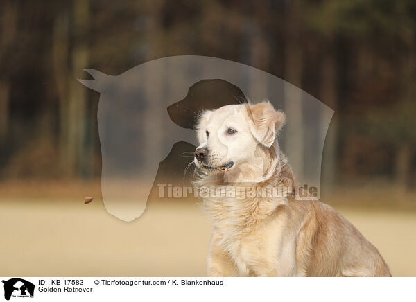 Golden Retriever / Golden Retriever / KB-17583