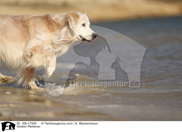 Golden Retriever / Golden Retriever / KB-17585