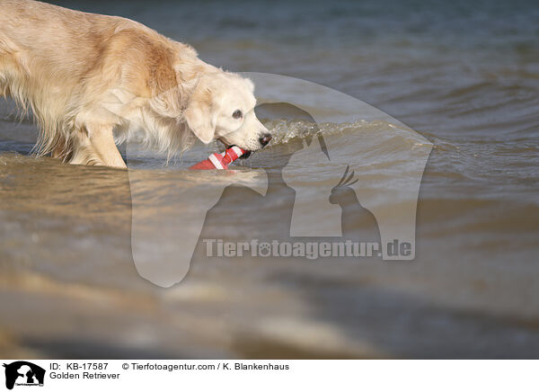 Golden Retriever / Golden Retriever / KB-17587