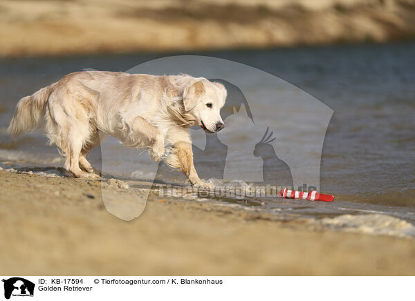 Golden Retriever / Golden Retriever / KB-17594