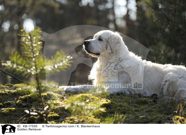 Golden Retriever / Golden Retriever / KB-17595