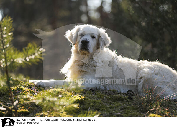 Golden Retriever / Golden Retriever / KB-17596