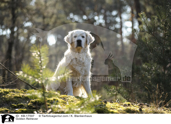Golden Retriever / Golden Retriever / KB-17597