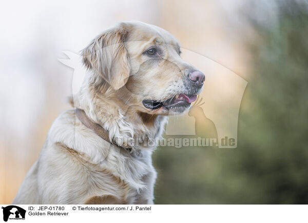 Golden Retriever / Golden Retriever / JEP-01780