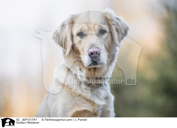 Golden Retriever / Golden Retriever / JEP-01781