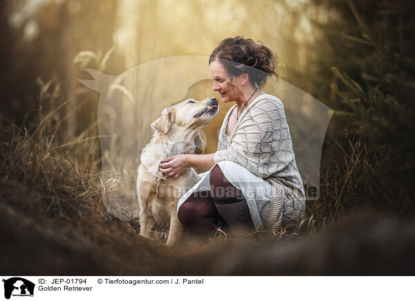 Golden Retriever / Golden Retriever / JEP-01794