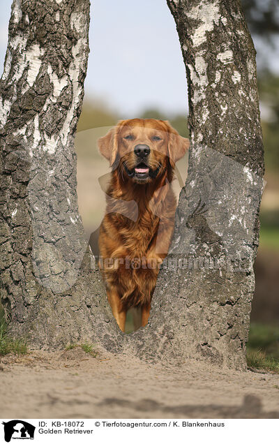Golden Retriever / Golden Retriever / KB-18072